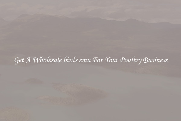 Get A Wholesale birds emu For Your Poultry Business